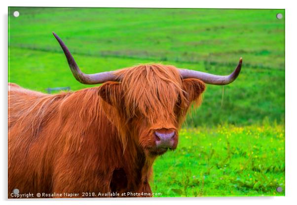 Highland Cow close up Acrylic by Rosaline Napier