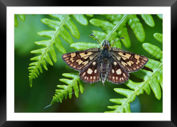 Chequered Skipper Framed Mounted Print by JC studios LRPS ARPS