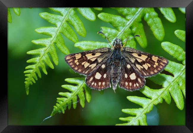Chequered Skipper Framed Print by JC studios LRPS ARPS