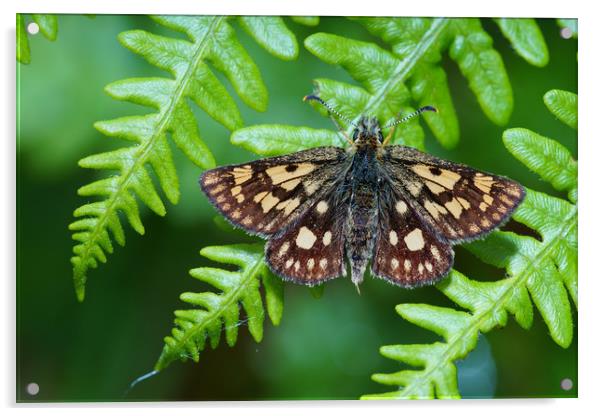 Chequered Skipper Acrylic by JC studios LRPS ARPS