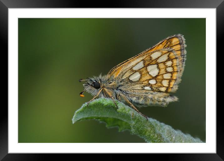 Underside Chequered Skipper Framed Mounted Print by JC studios LRPS ARPS