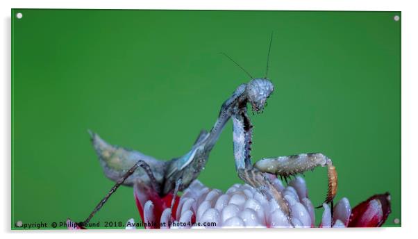 Praying Mantis  Acrylic by Philip Pound
