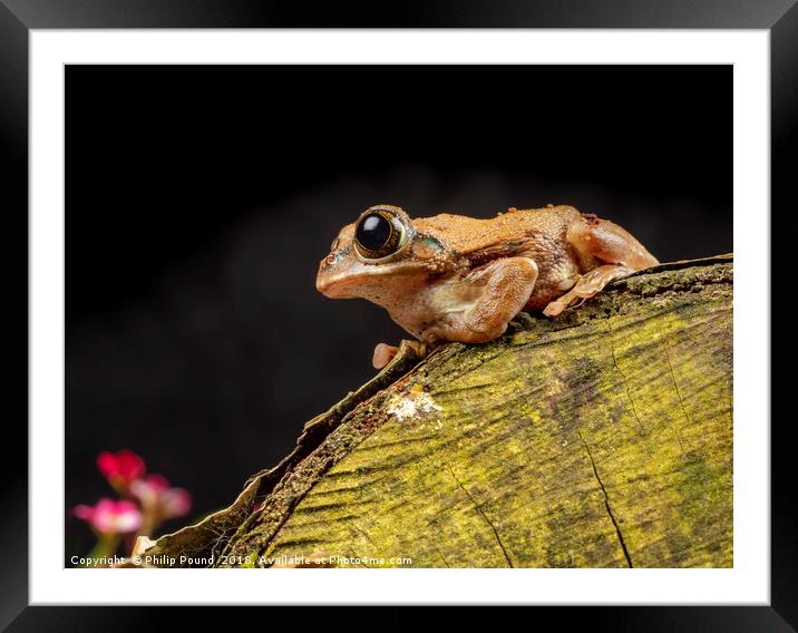 Frog Framed Mounted Print by Philip Pound