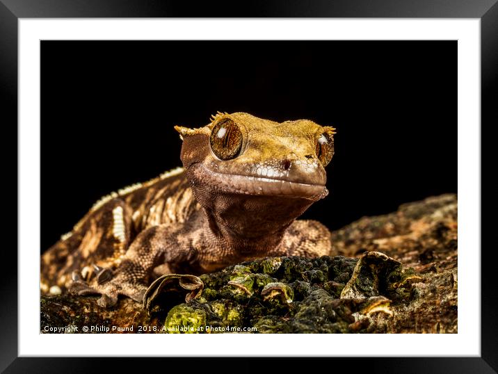 Gecko Framed Mounted Print by Philip Pound