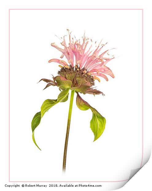 Monarda Print by Robert Murray