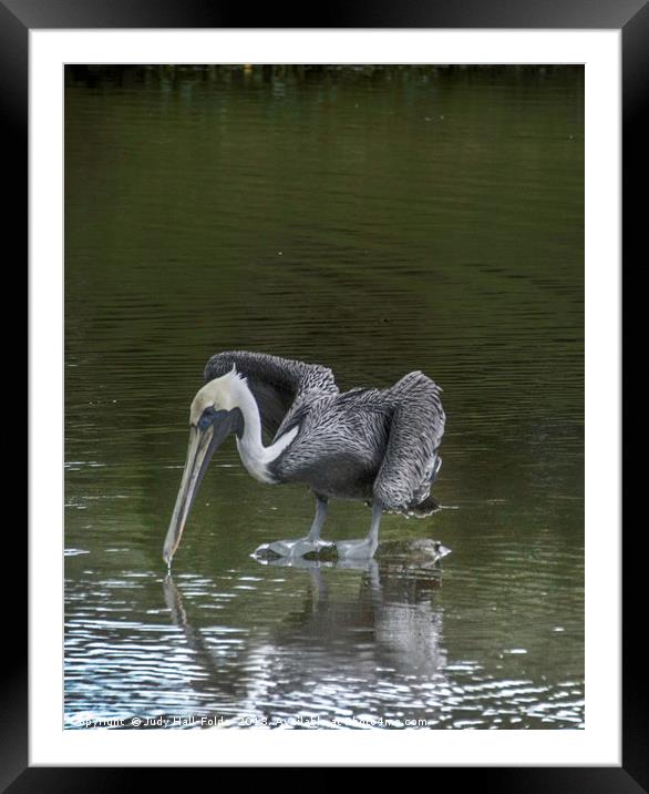 Brown Pelican Framed Mounted Print by Judy Hall-Folde