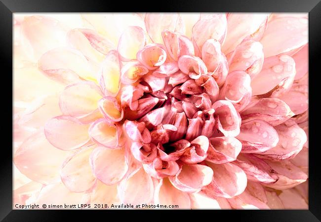 Stunning pink dahlia flower head close up  Framed Print by Simon Bratt LRPS
