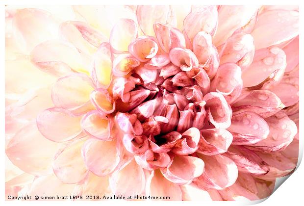 Stunning pink dahlia flower head close up  Print by Simon Bratt LRPS