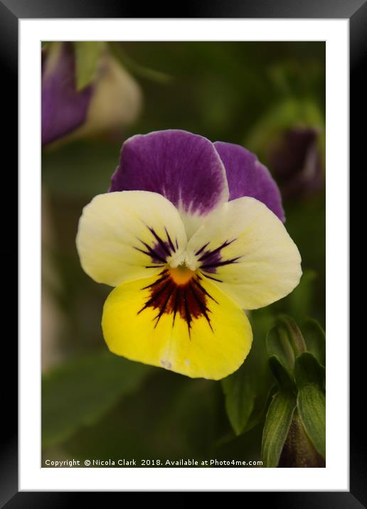 Pansy Framed Mounted Print by Nicola Clark