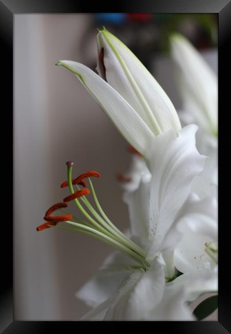 Lily in closeup Framed Print by HELEN PARKER