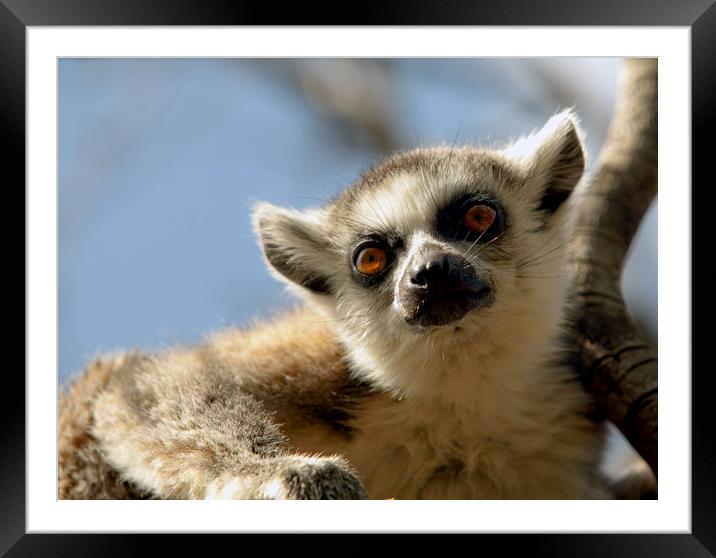 Lemurs of Madagascar, Ring Tailed Lemurs (y.d) Framed Mounted Print by yeshaya dinerstein