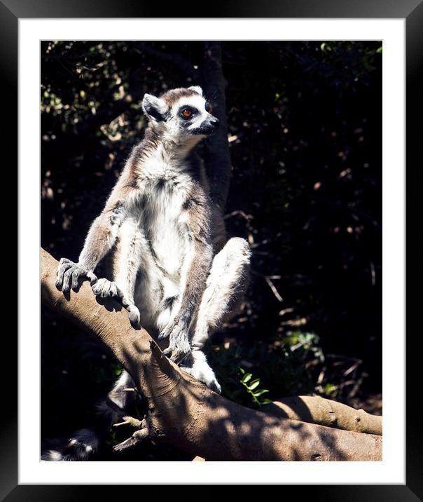 Lemurs of Madagascar, Ring Tailed Lemurs (y.d) Framed Mounted Print by yeshaya dinerstein
