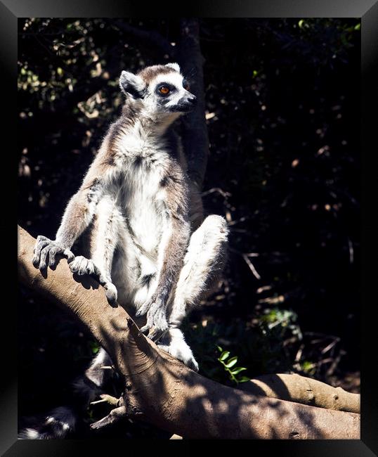 Lemurs of Madagascar, Ring Tailed Lemurs (y.d) Framed Print by yeshaya dinerstein