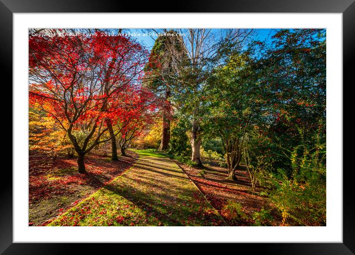 Autumn Sunlight Framed Mounted Print by Adrian Evans