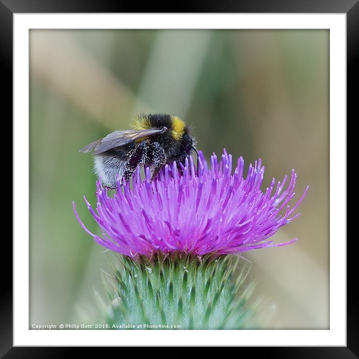 The Pollinator Framed Mounted Print by Philip Gott