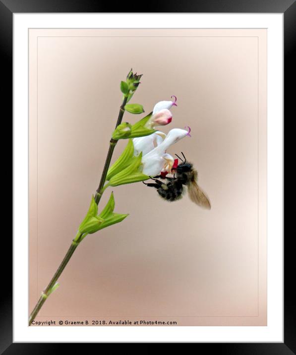 Busy Bee Framed Mounted Print by Graeme B
