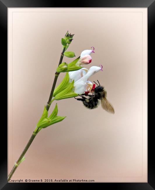 Busy Bee Framed Print by Graeme B