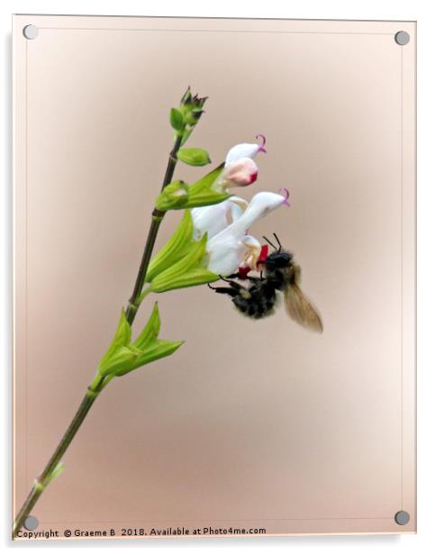 Busy Bee Acrylic by Graeme B