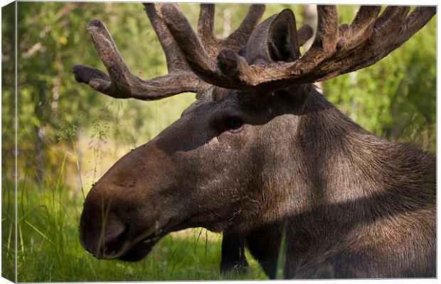 Moose at the zoo Canvas Print by Thomas Schaeffer