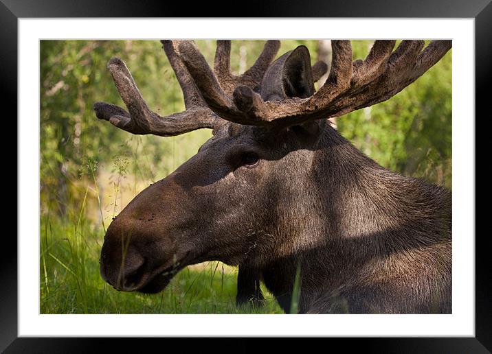 Moose at the zoo Framed Mounted Print by Thomas Schaeffer