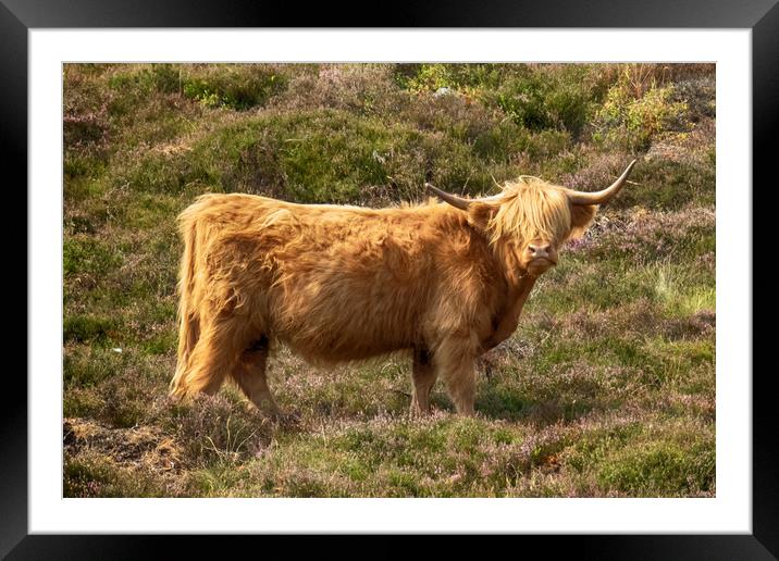 Highland Cow Framed Mounted Print by Phil Clements