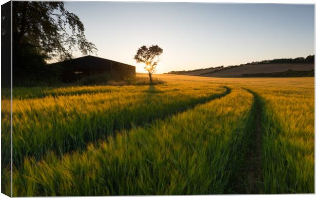 Barley field Sunstar Canvas Print by Stewart Mckeown