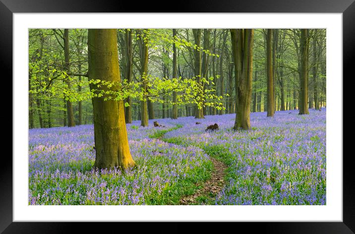 Through the woods Framed Mounted Print by Stewart Mckeown