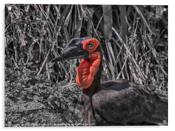 Southern Ground Hornbill Acrylic by Judy Hall-Folde