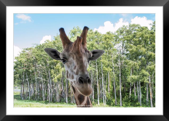 Portrait of a Giraffe Framed Mounted Print by Judy Hall-Folde