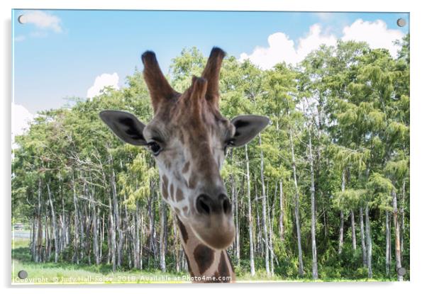 Portrait of a Giraffe Acrylic by Judy Hall-Folde