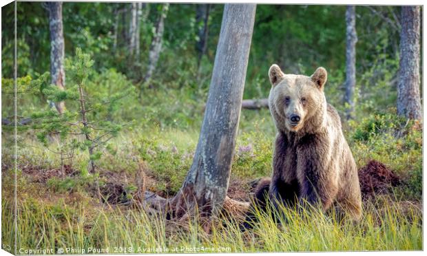 Wild brown bear in forest near lake in Finland Canvas Print by Philip Pound