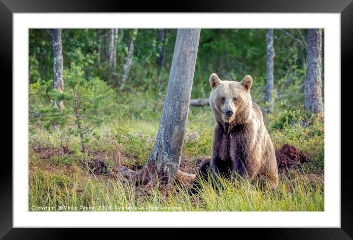 Wild brown bear in forest near lake in Finland Framed Mounted Print by Philip Pound