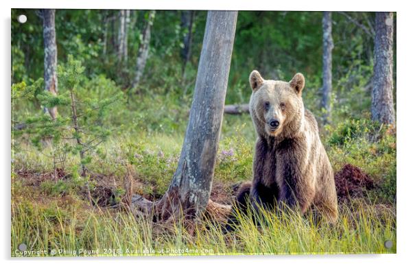 Wild brown bear in forest near lake in Finland Acrylic by Philip Pound
