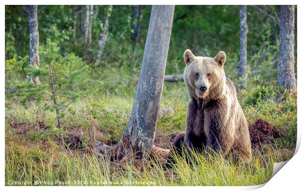 Wild brown bear in forest near lake in Finland Print by Philip Pound
