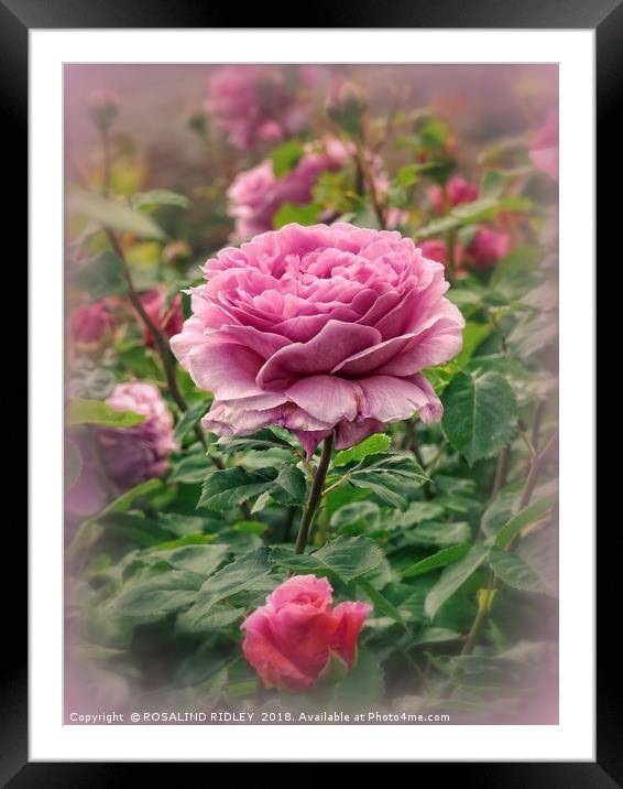 "Victorian Rose garden" Framed Mounted Print by ROS RIDLEY