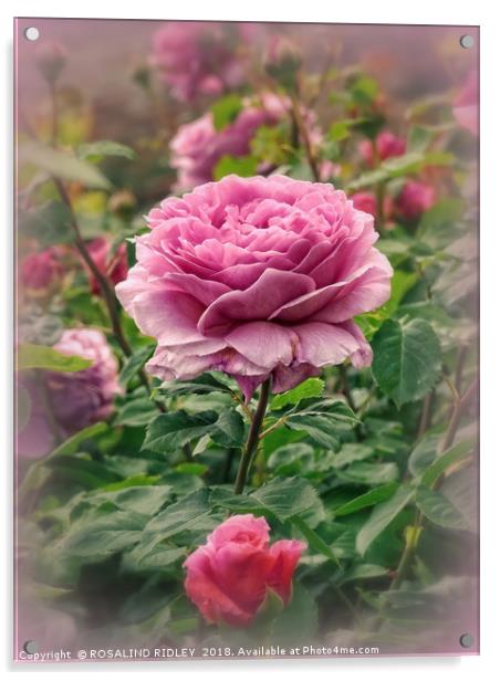 "Victorian Rose garden" Acrylic by ROS RIDLEY