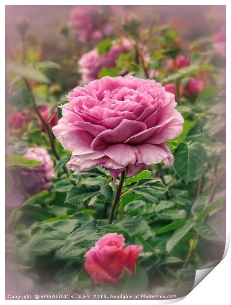 "Victorian Rose garden" Print by ROS RIDLEY