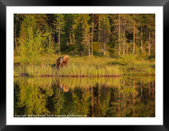 Reflections of a wild brown bear in the lake Framed Mounted Print by Philip Pound