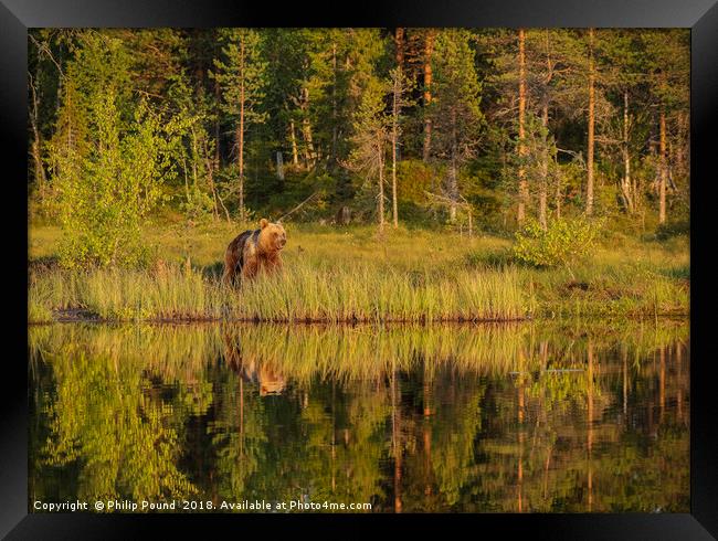 Reflections of a wild brown bear in the lake Framed Print by Philip Pound