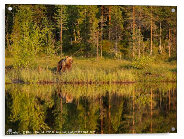 Reflections of a wild brown bear in the lake Acrylic by Philip Pound