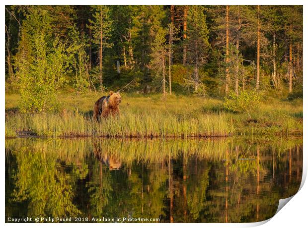 Reflections of a wild brown bear in the lake Print by Philip Pound