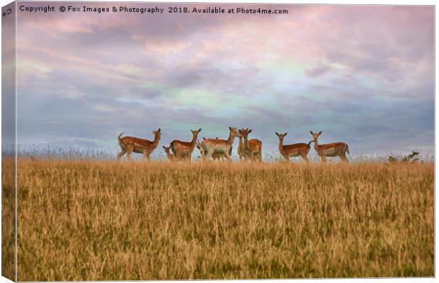 Wild Deer in yorkshire Canvas Print by Derrick Fox Lomax