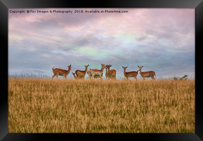 Wild Deer in yorkshire Framed Print by Derrick Fox Lomax