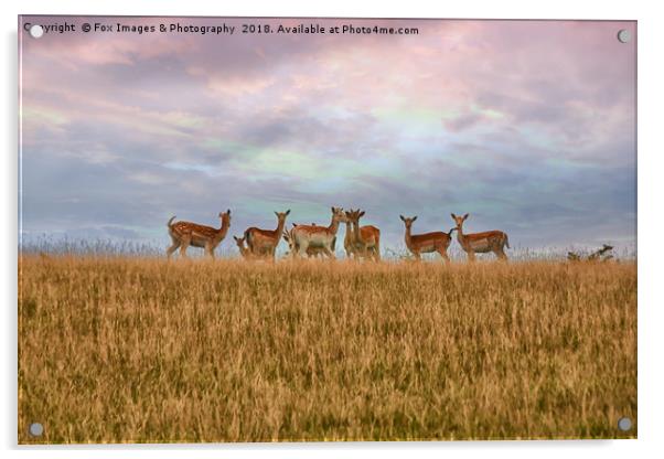 Wild Deer in yorkshire Acrylic by Derrick Fox Lomax