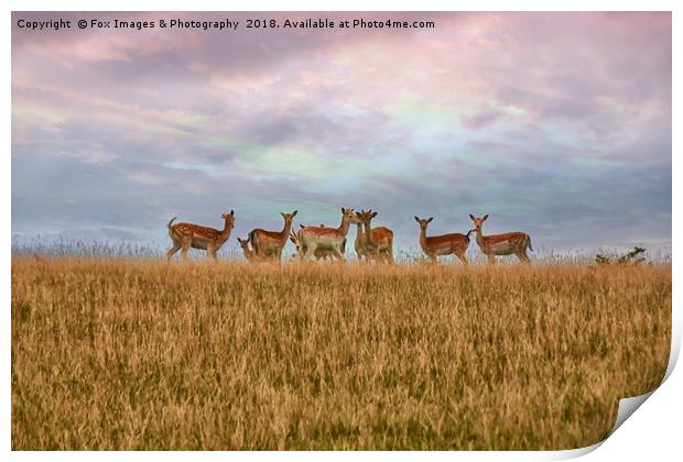 Wild Deer in yorkshire Print by Derrick Fox Lomax