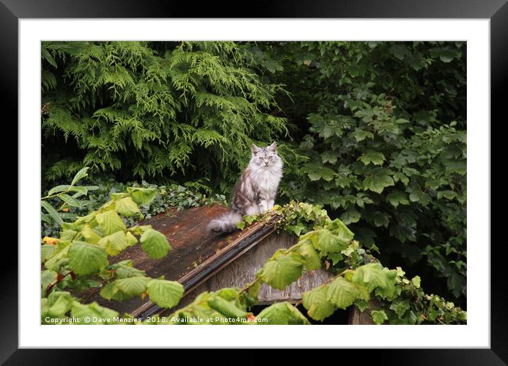 Cat On An Old Thin Roof Framed Mounted Print by Dave Menzies