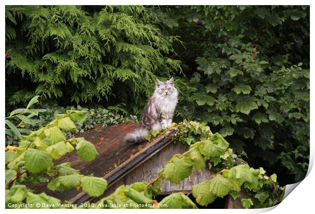 Cat On An Old Thin Roof Print by Dave Menzies