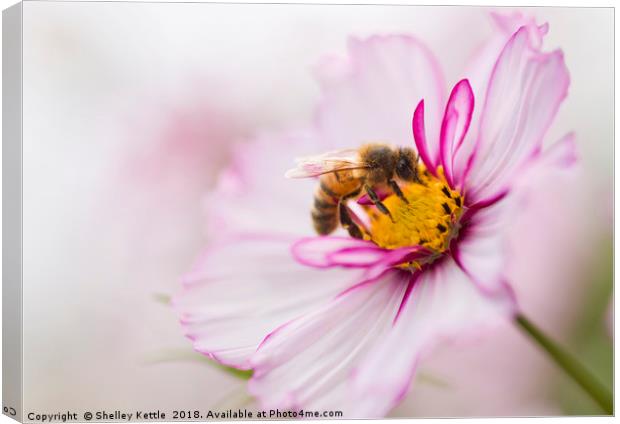 A Bees Work Canvas Print by Shelley Kettle