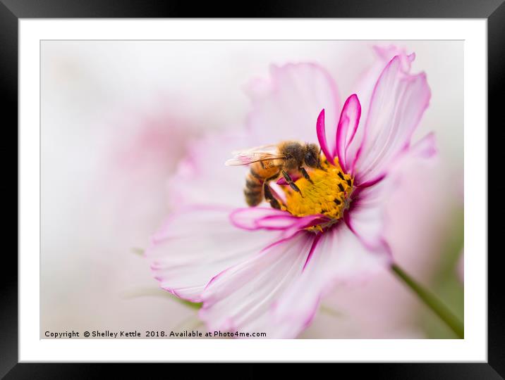 A Bees Work Framed Mounted Print by Shelley Kettle