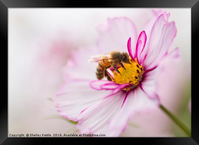 A Bees Work Framed Print by Shelley Kettle